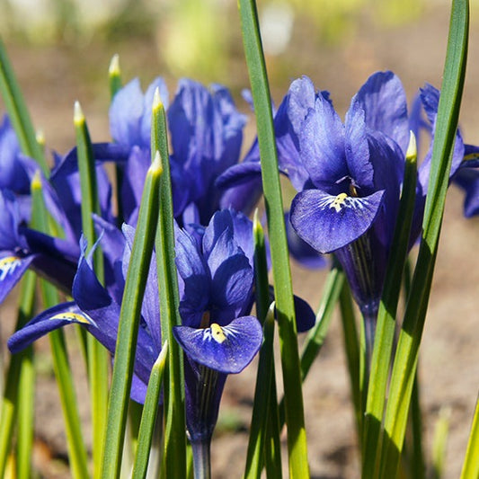 iris, flower bulbs