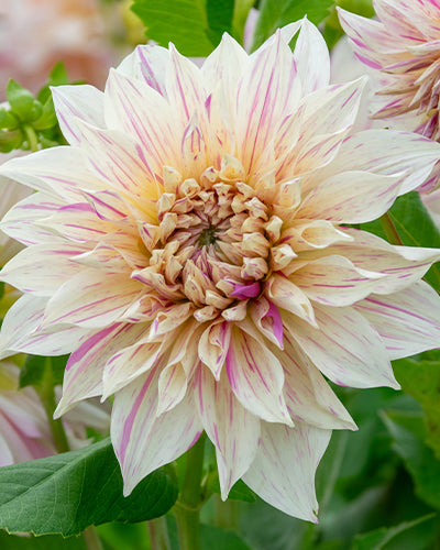 Dahlia Cafe au Lait Twist NEW! - 1 tuber