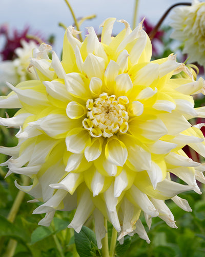 Dahlia Grand Prix NEW! - 1 tuber