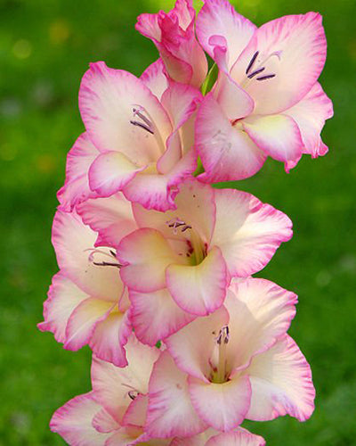 Gladiolus Priscilla 10 bulbs per package