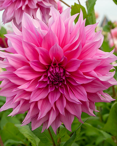 Dahlia Cafe au Lait Rose NEW! - 1 tuber