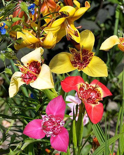 Tigridia pavonia mixed 20 bulbs per package