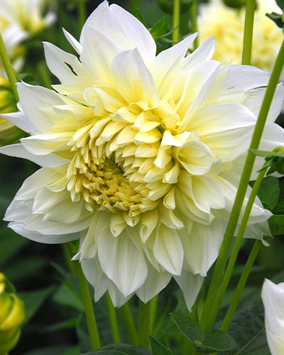 Dahlia White Perfection NEW! - 1 tuber