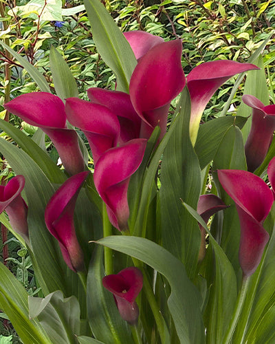 Calla Callafornia Red NEW! 3 bulbs per package