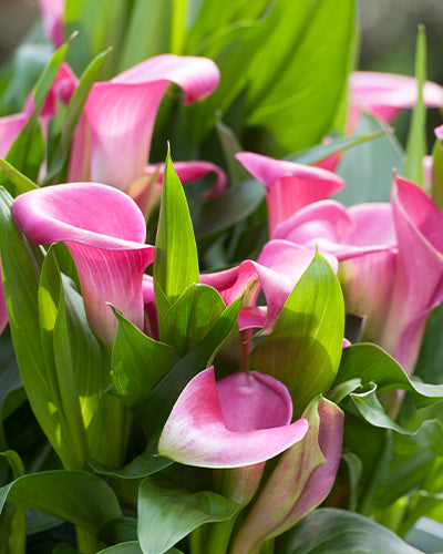 Calla Garnet Glow NEW! 3 bulbs per package