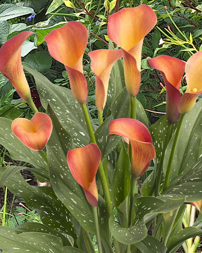 Calla Morning Sun NEW! 3 bulbs per package