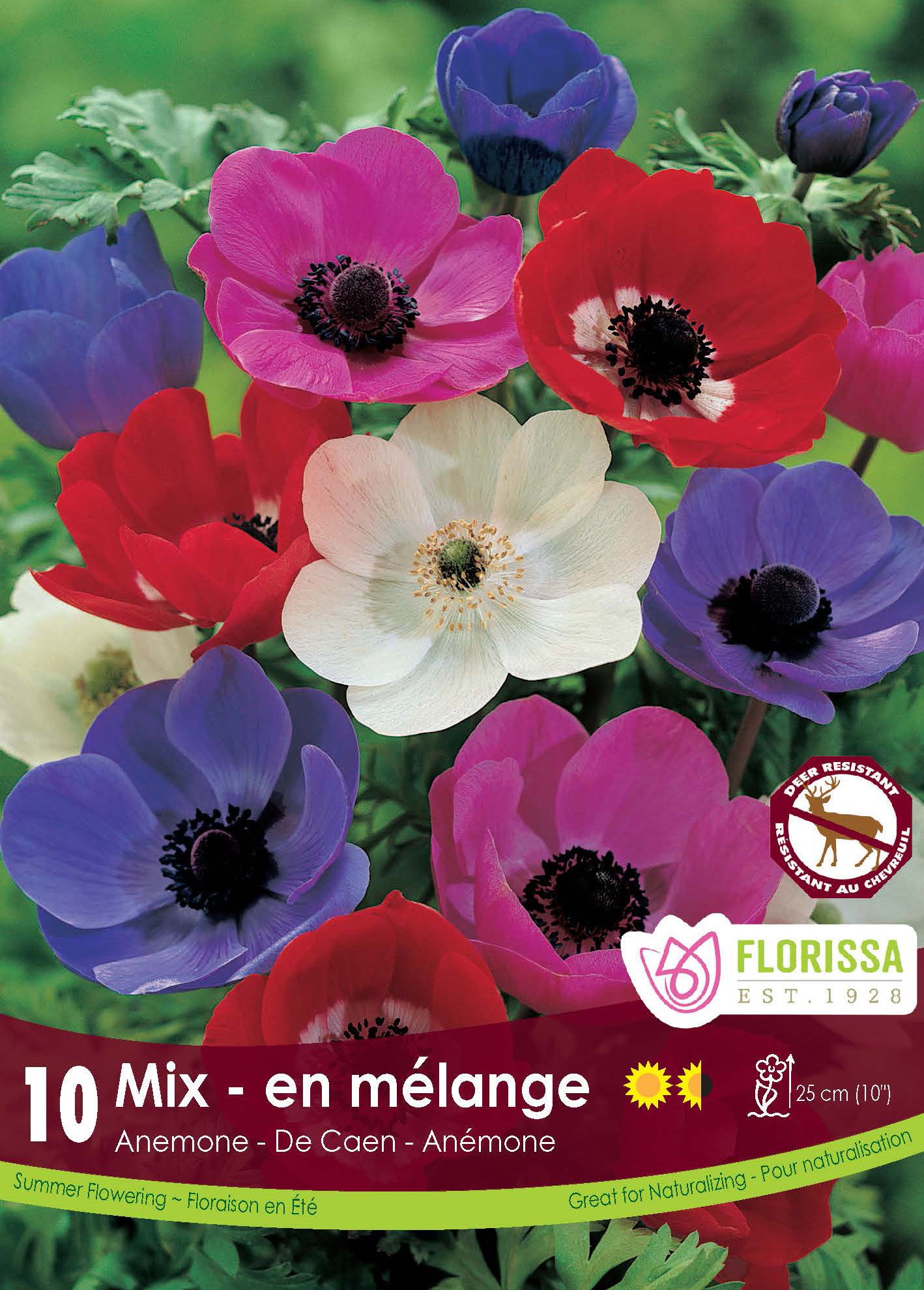 Anemone De Caen Mixed
