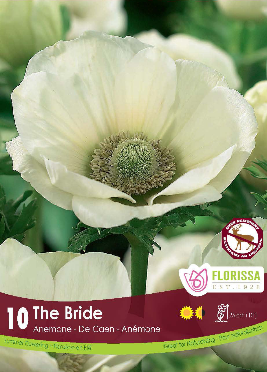 Anemone De Caen The Bride