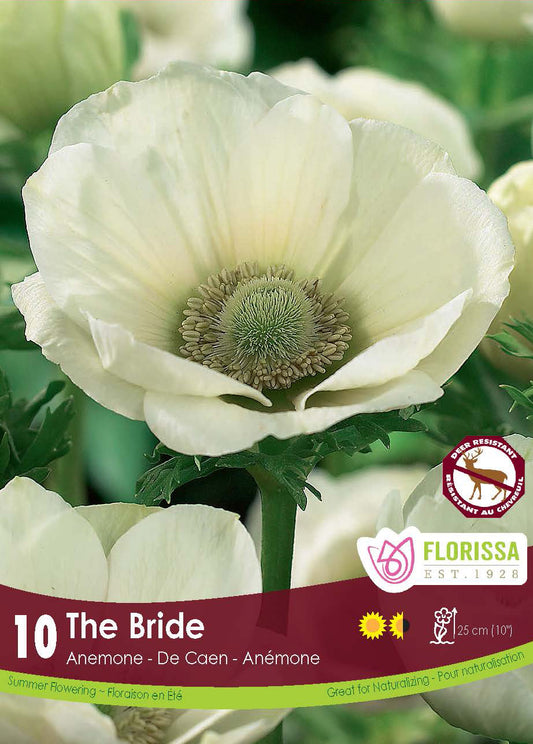 Anemone De Caen The Bride