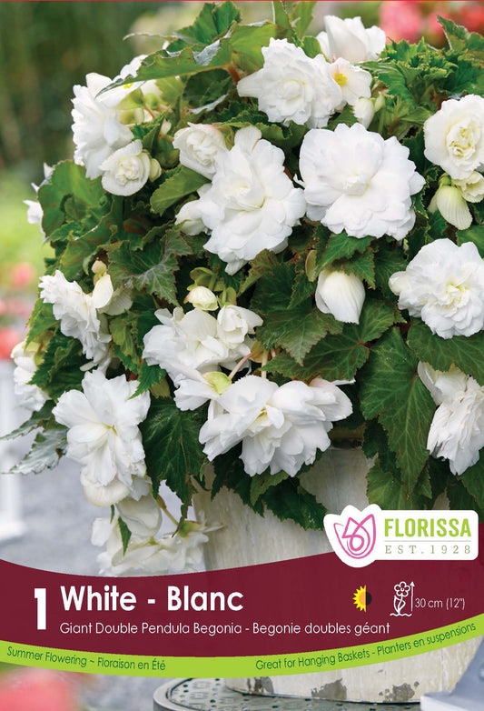 Begonia Pendula White 1 per Pkg