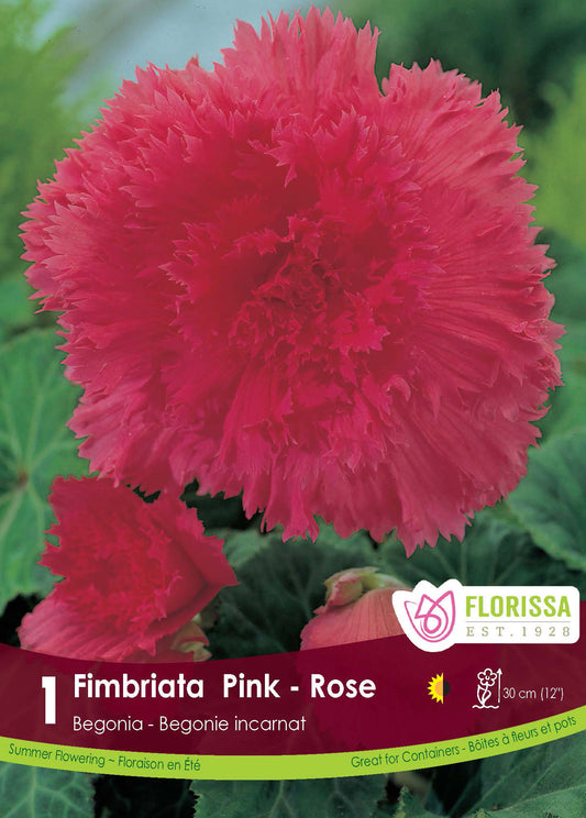 Begonia Fimbriata Pink