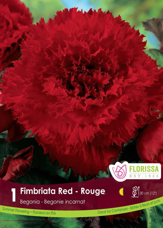 Begonia Fimbriata Red