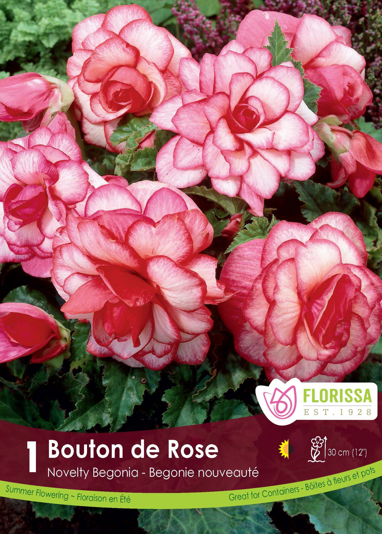 Begonia Novelty Bouton de Rose