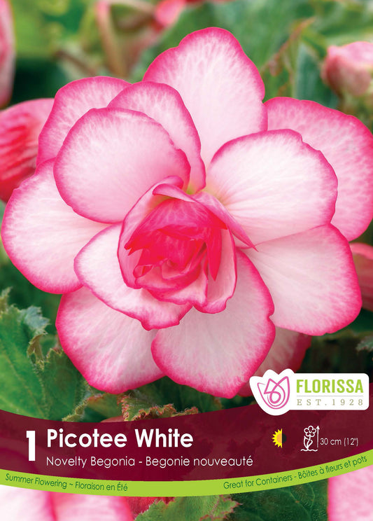 Begonia Novelty Picotee White