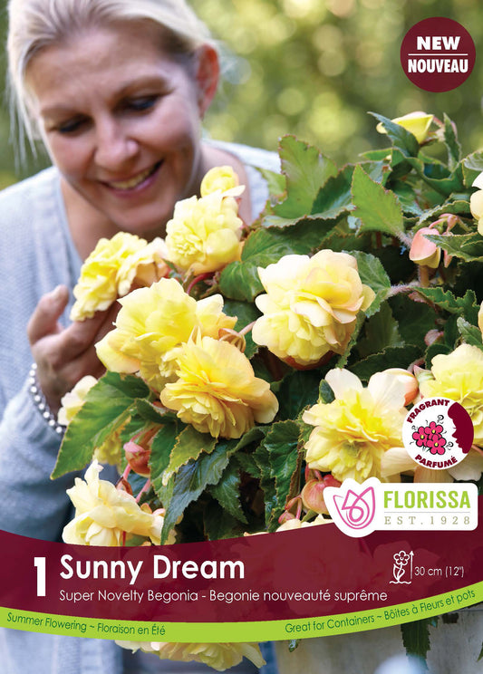 Begonia Sup. Novelty Sunny Dream