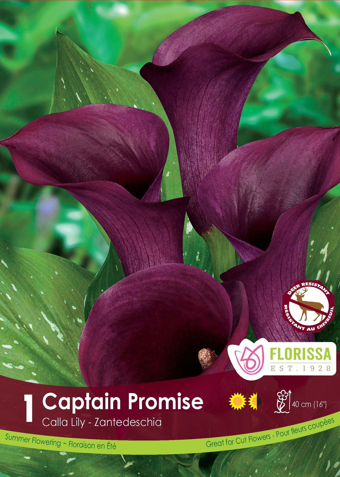 Calla Captian Promise