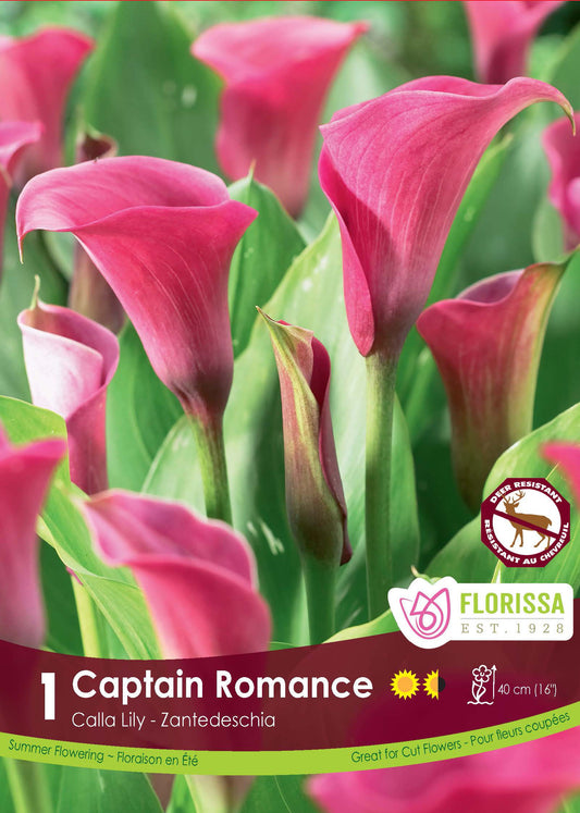 Calla Captain Romance