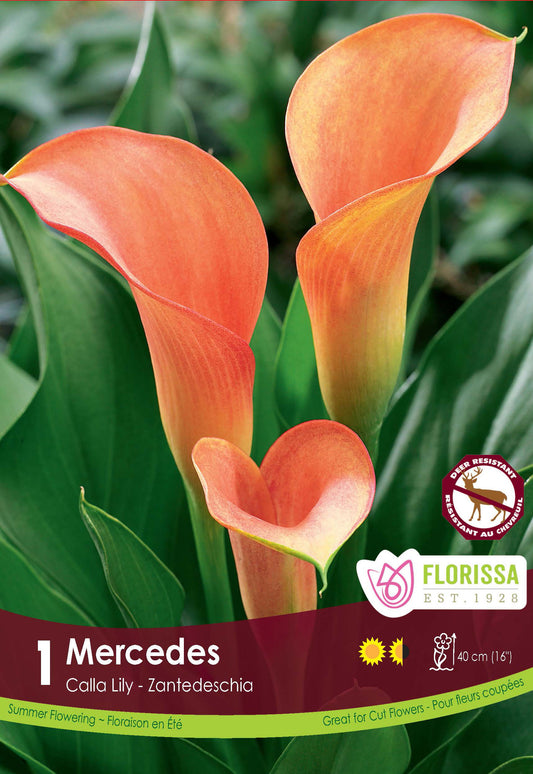 Calla Mercedes 1 per Pkg
