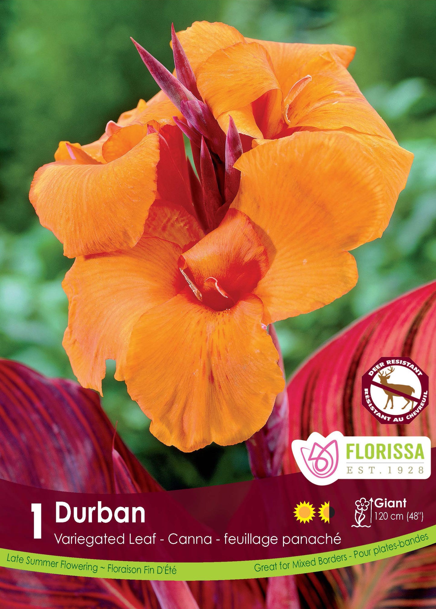 Canna Variegated Durban