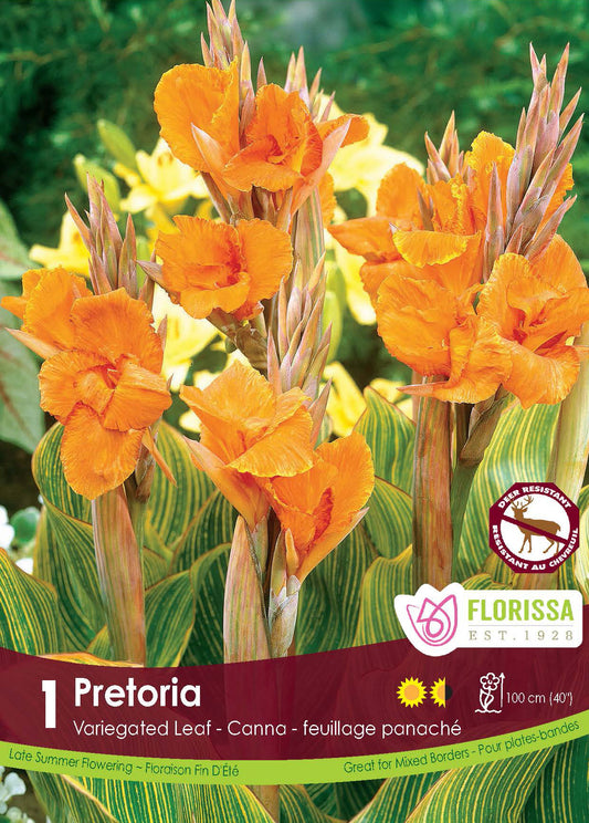 Canna Variegated Pretoria