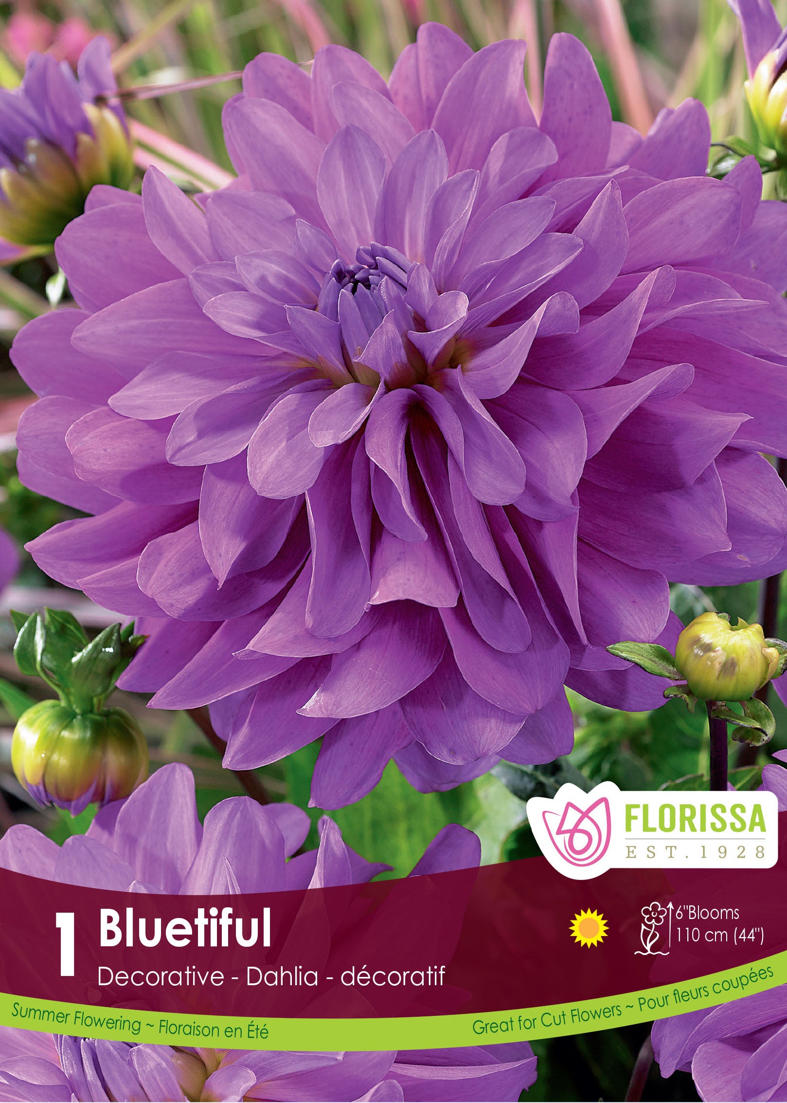 Dahlia Decorative Bluetiful – Flowerbulbsrus.com