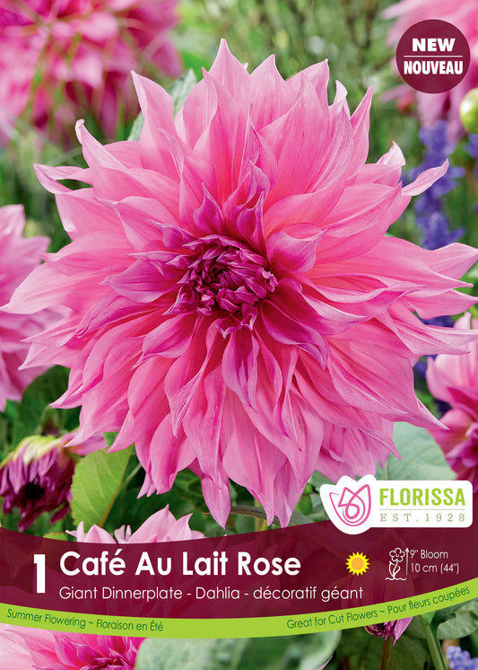 Dahlia Cafe au Lait Rose