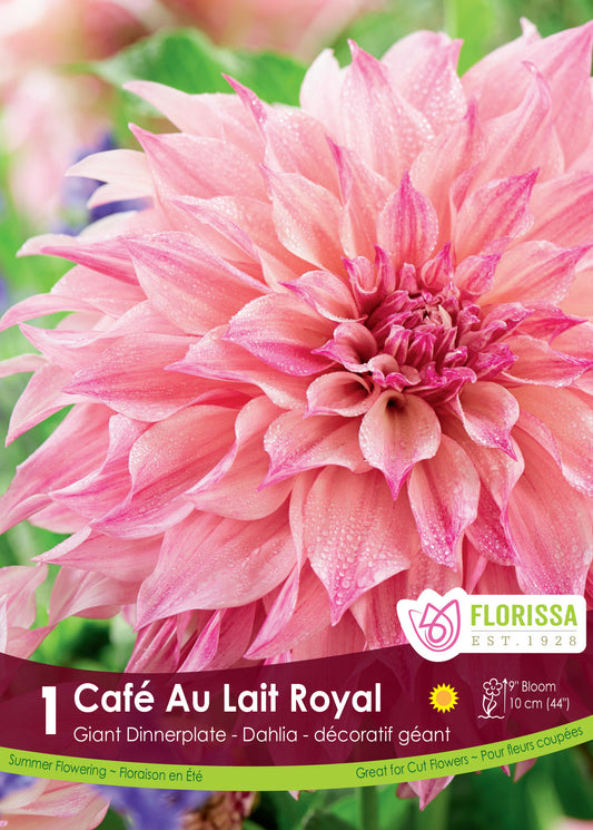 Dahlia Cafe au Lait Royal