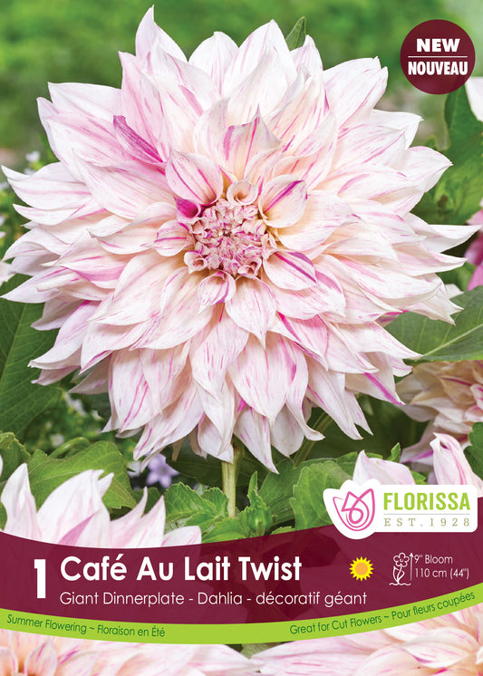 Dahlia Cafe au Lait Twist