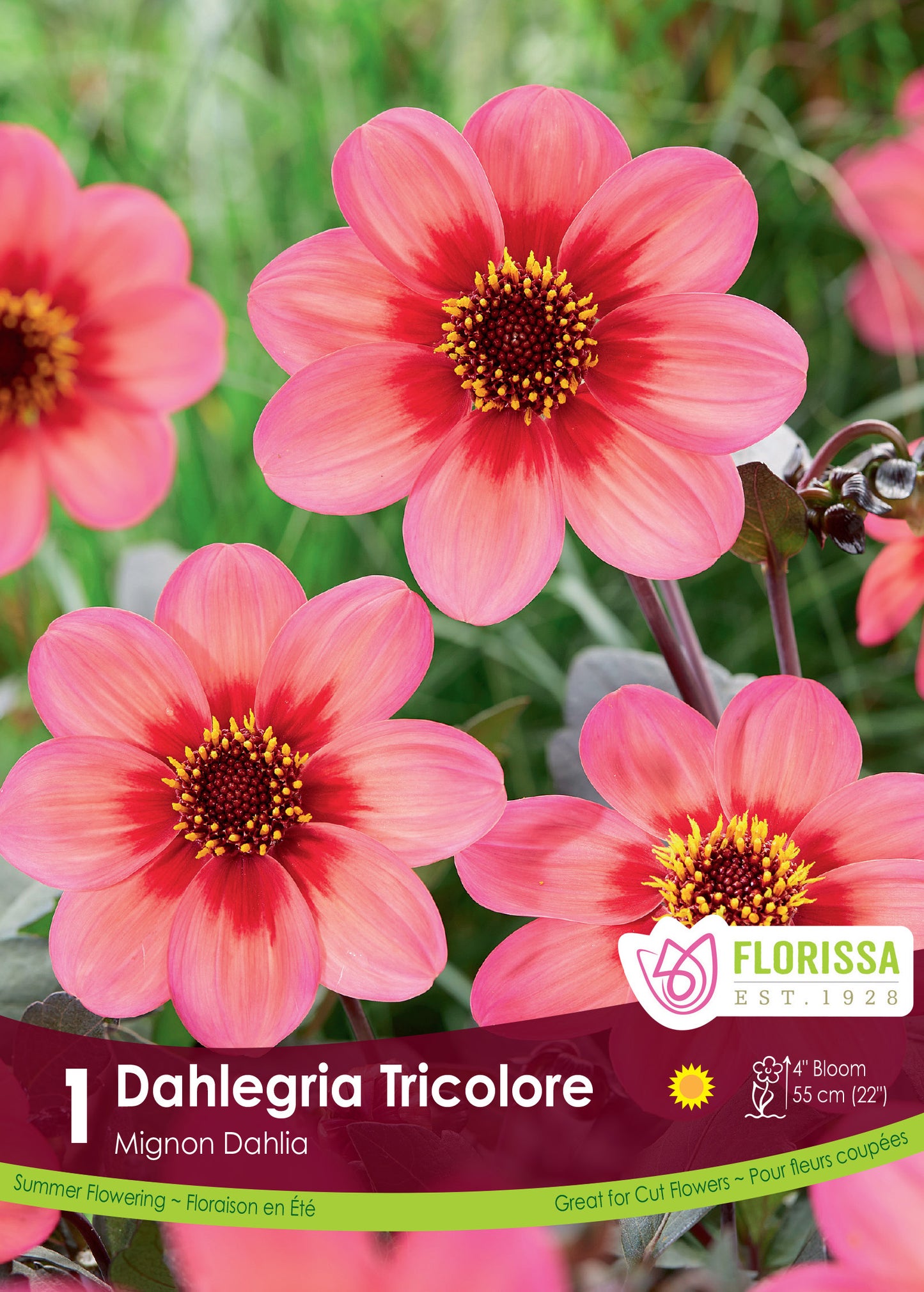 Dahlia Mignon Bronzeleaf Dahlegria Tricolore