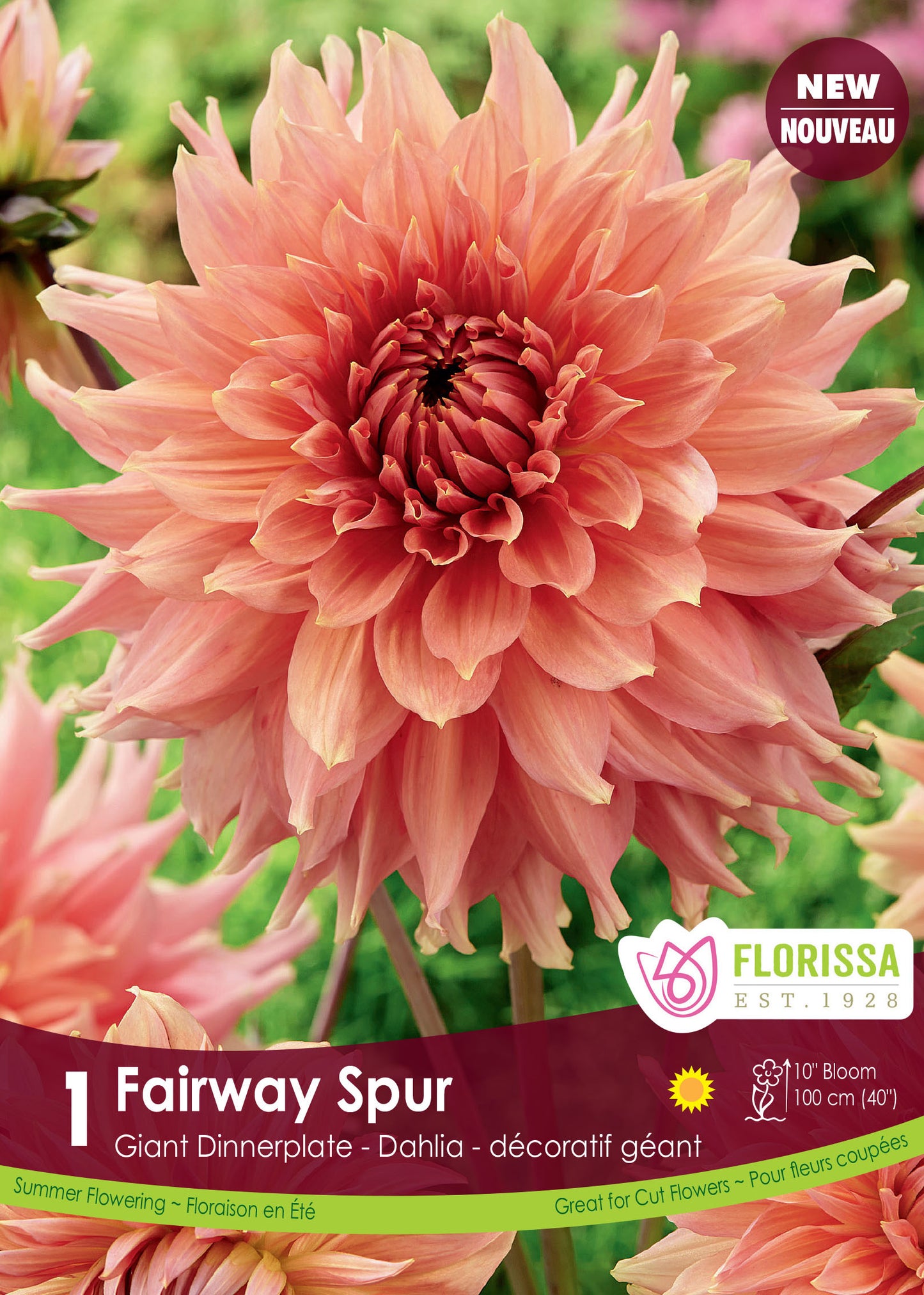 Dahlia Dinnerplate Fairway Spur