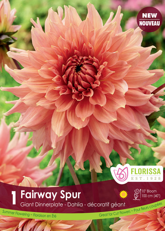Dahlia Dinnerplate Fairway Spur
