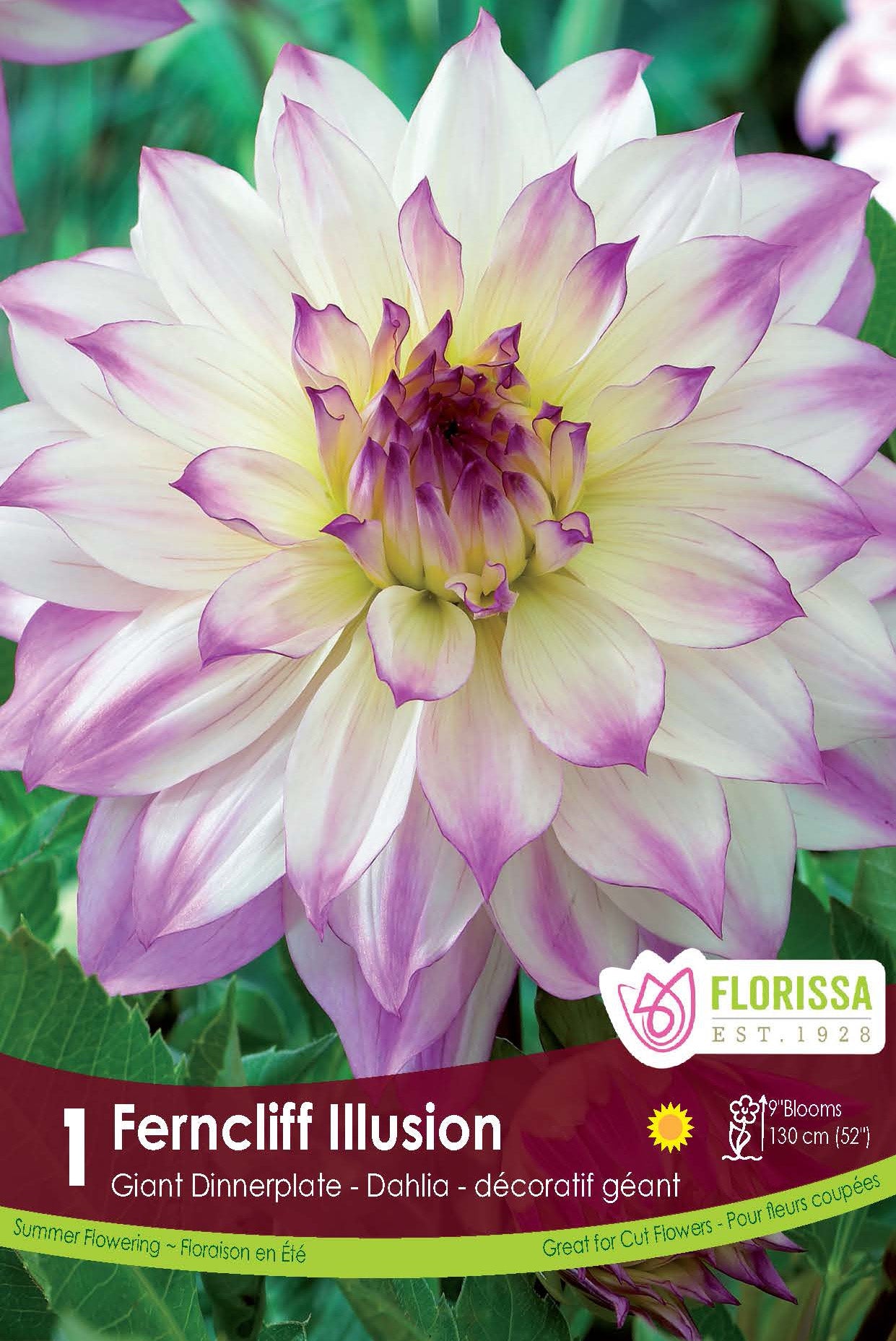 Dahlia Dinnerplate Ferncliff Illusion