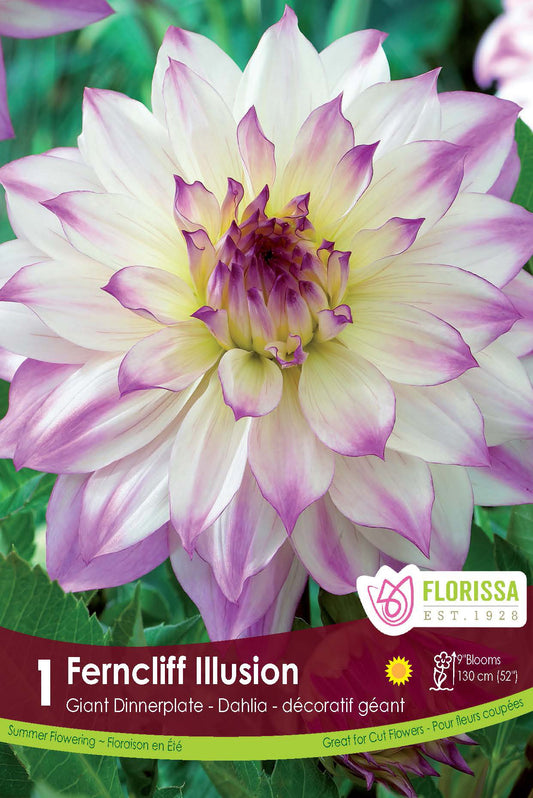 Dahlia Dinnerplate Ferncliff Illusion