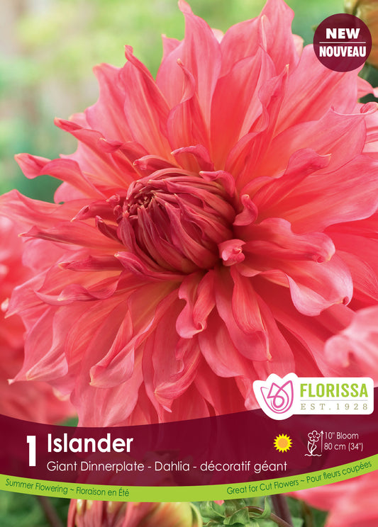 Dahlia Dinnerplate Islander