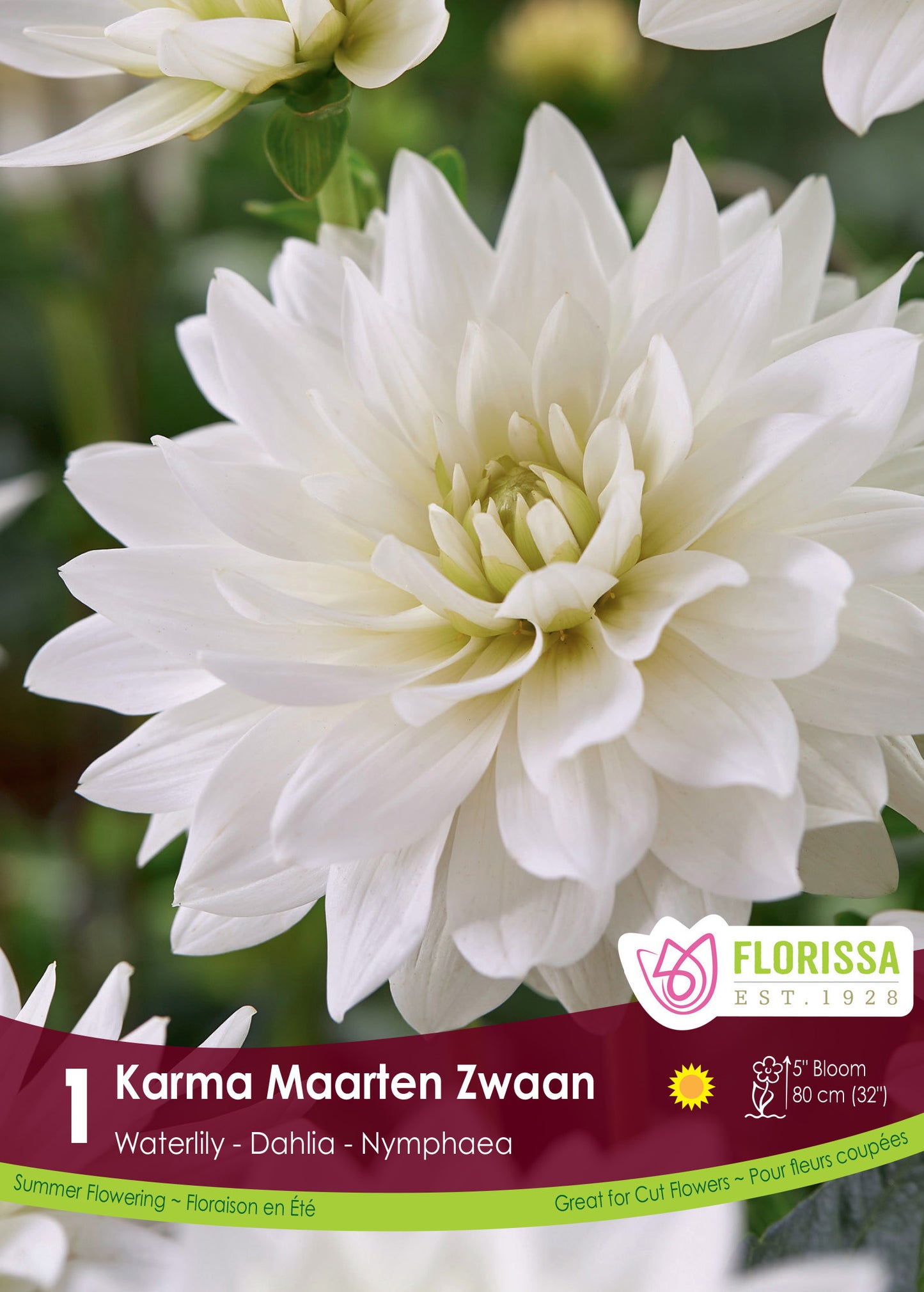 Dahlia Waterlily Karma Maarten Zwaan