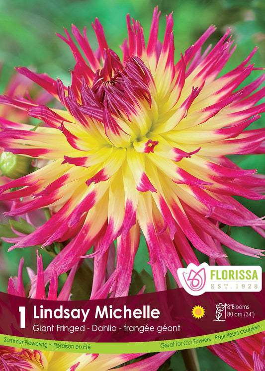 Dahlia Dinnerplate Fringed Lindsay Michelle