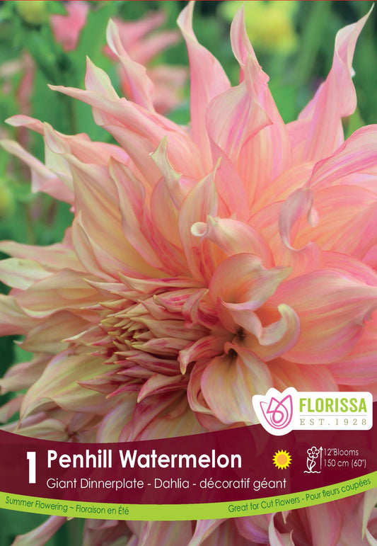 Dahlia Dinnerplate Penhill Watermelon