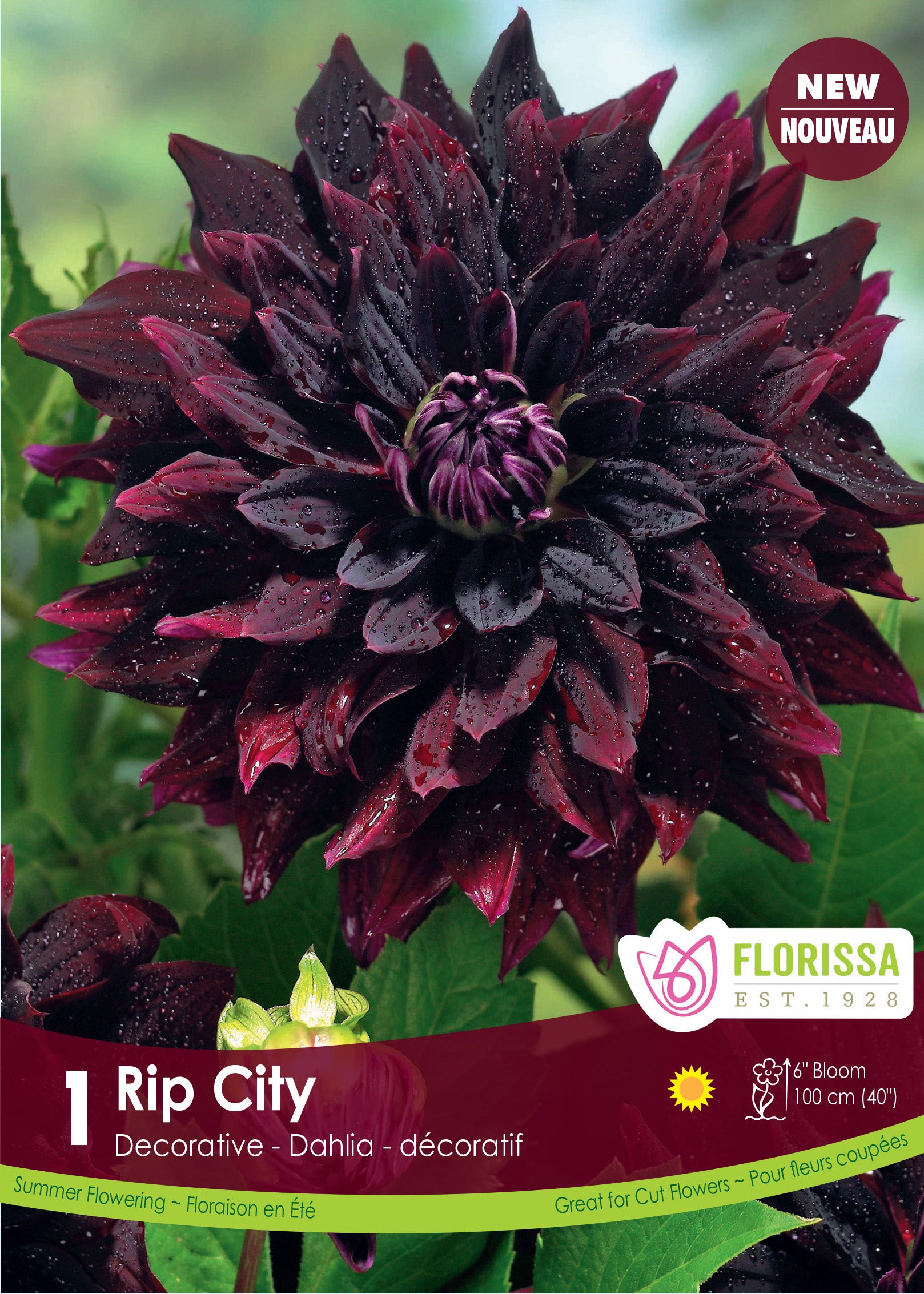 Dahlia Decorative Rip City – Flowerbulbsrus.com