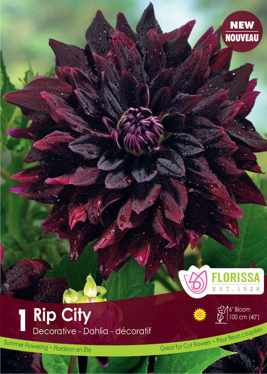 Dahlia Decorative Rip City