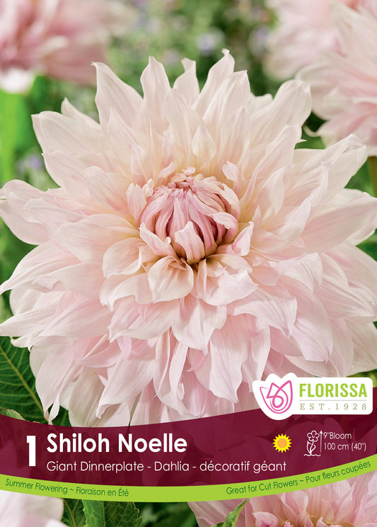 Dahlia Dinnerplate Shiloh Noelle