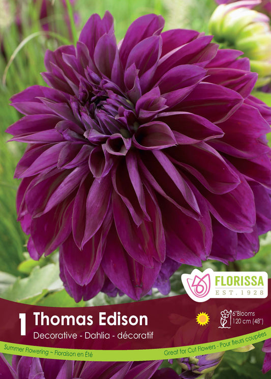 Dahlia Decorative Thomas Edison