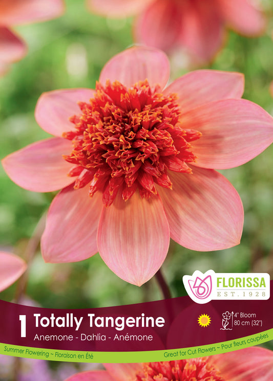 Dahlia Anemone Totally Tangerine