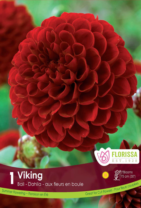 Dahlia Ball Viking