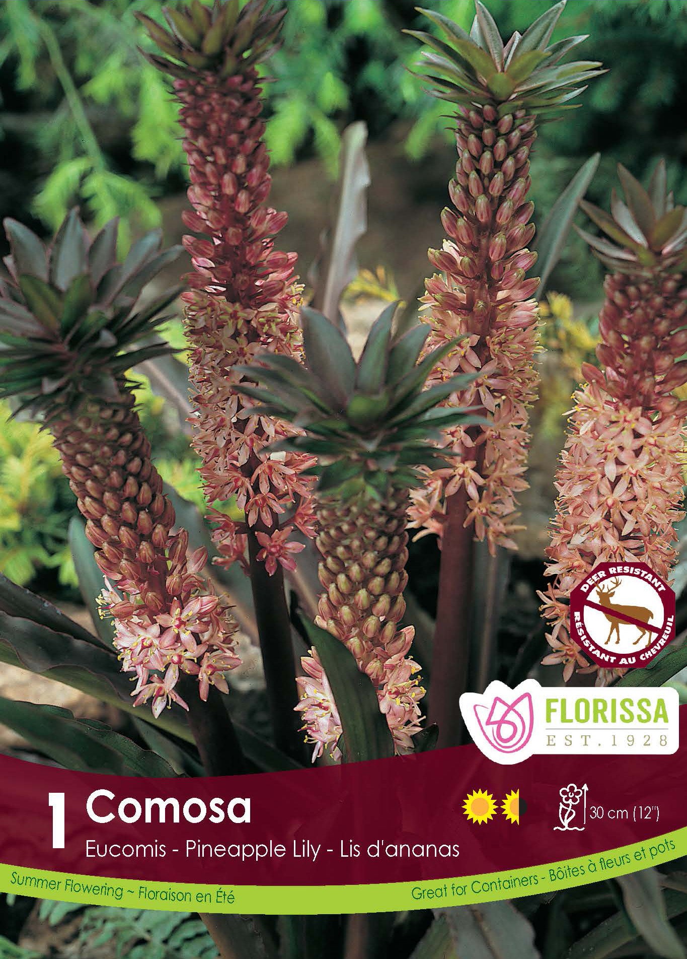 Eucomis Pink-New