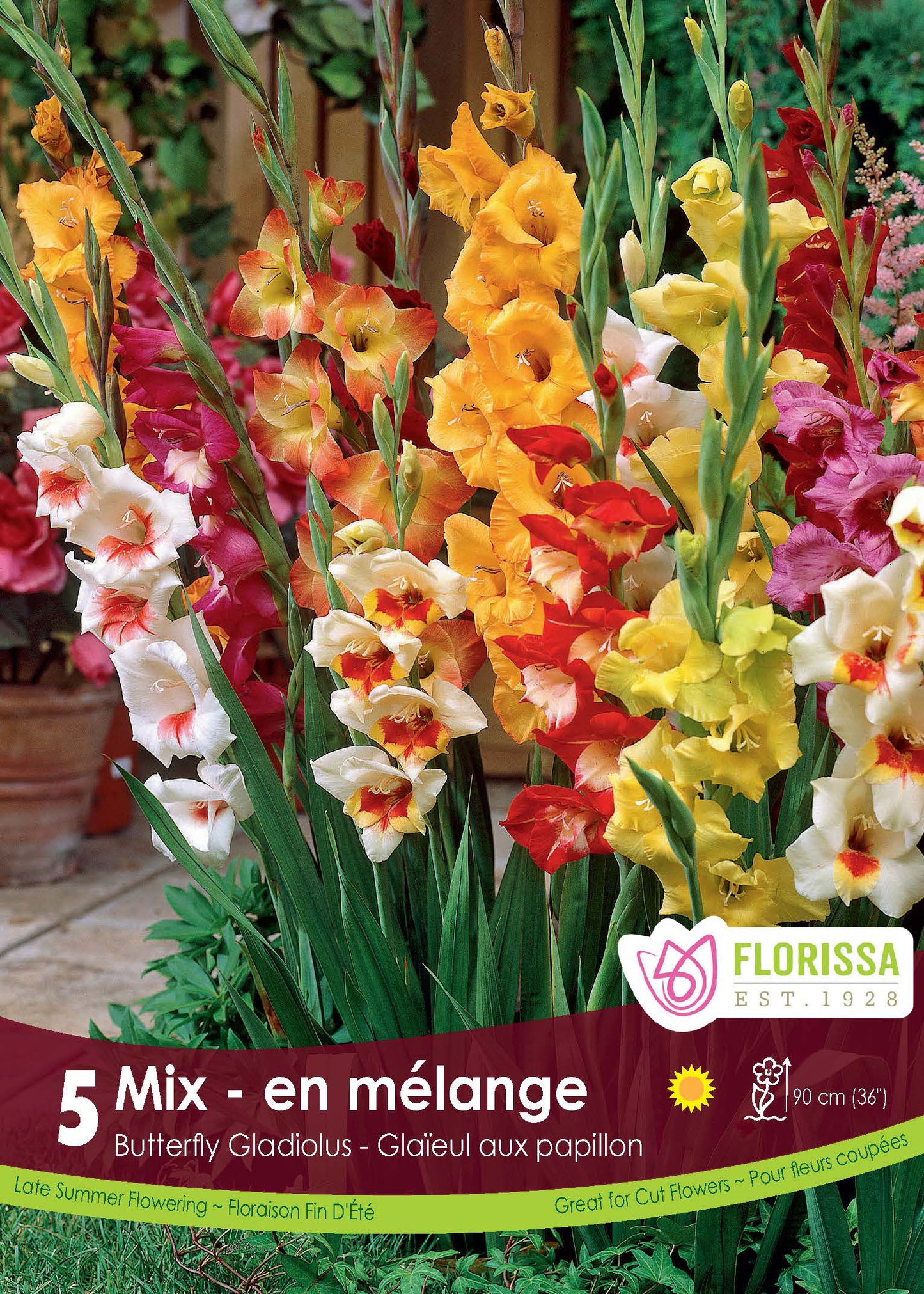 Gladiolus Butterfly Mixed