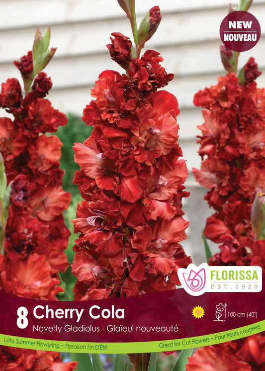 Gladiolus Cherry Cola