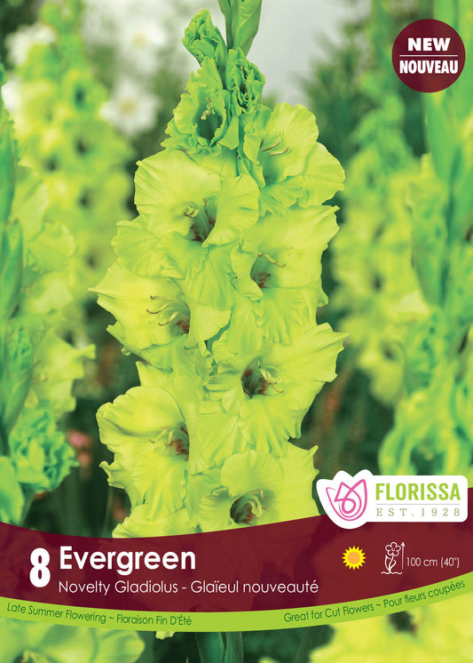 Gladiolus Evergreen