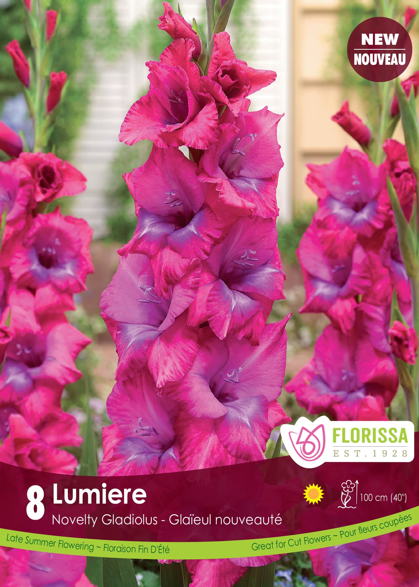 Gladiolus Lumiere -New