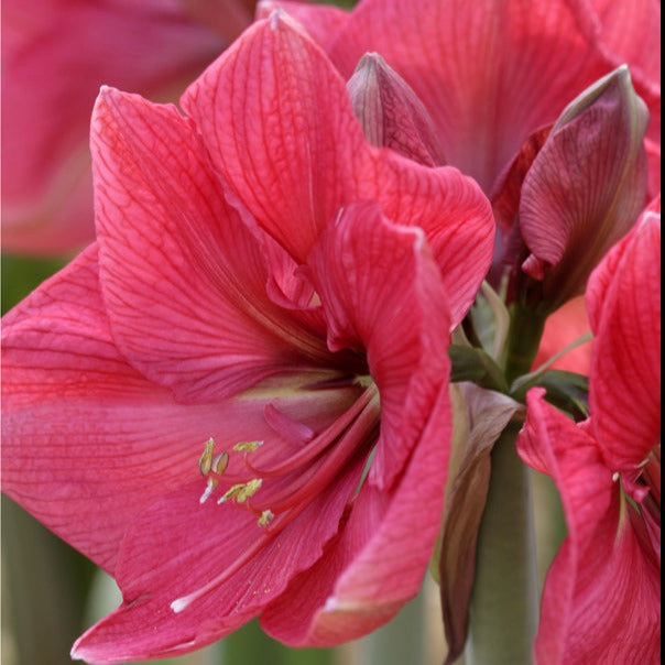 amaryllis, flower bulbs