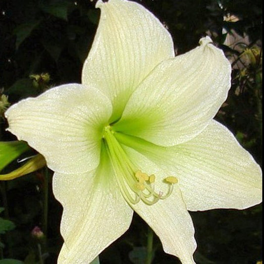 Amaryllis, flower bulbs